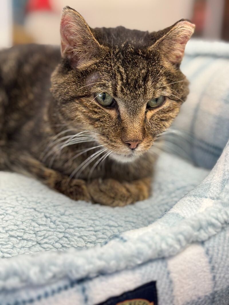 Mercy, an adoptable Tabby in Belton, MO, 64012 | Photo Image 1