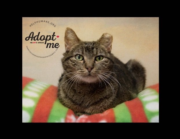 Mercy, an adoptable Tabby in Belton, MO, 64012 | Photo Image 2
