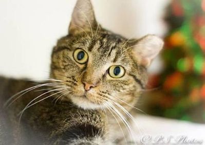 Mercy, an adoptable Tabby in Belton, MO, 64012 | Photo Image 2