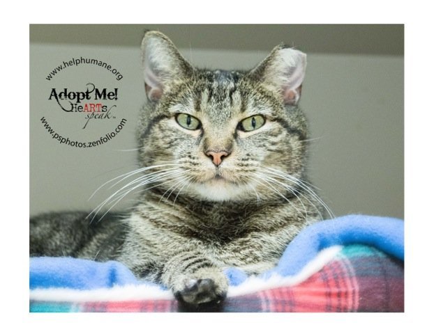 Mercy, an adoptable Tabby in Belton, MO, 64012 | Photo Image 5