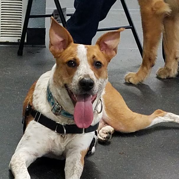 Vinny, an adoptable Cattle Dog in Youngstown, OH, 44513 | Photo Image 1