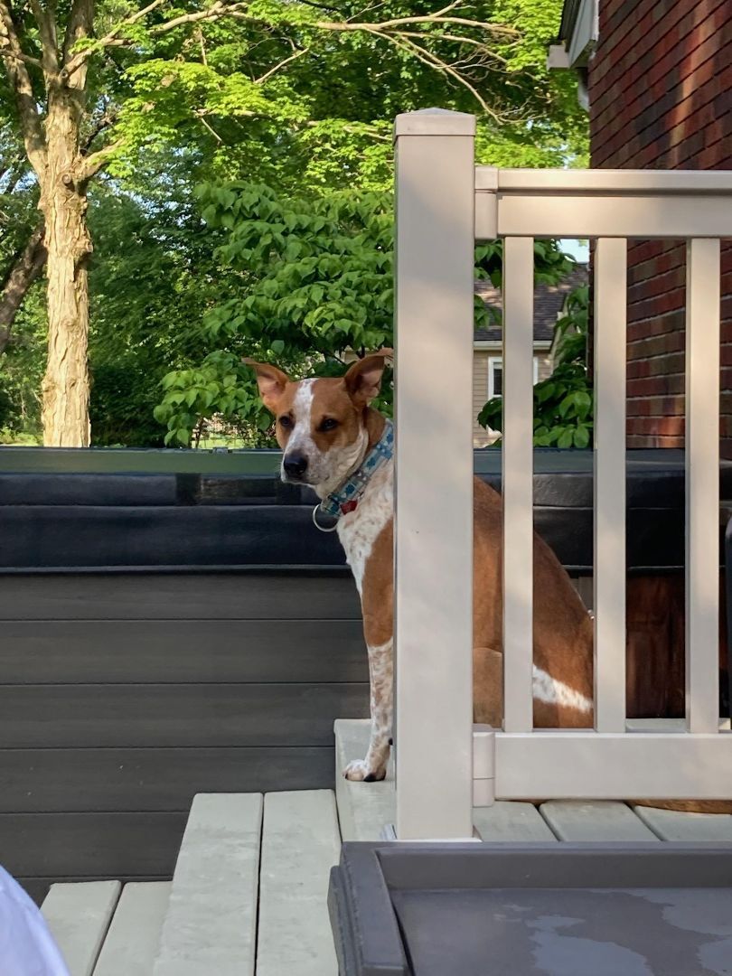 Vinny, an adoptable Cattle Dog in Youngstown, OH, 44513 | Photo Image 5