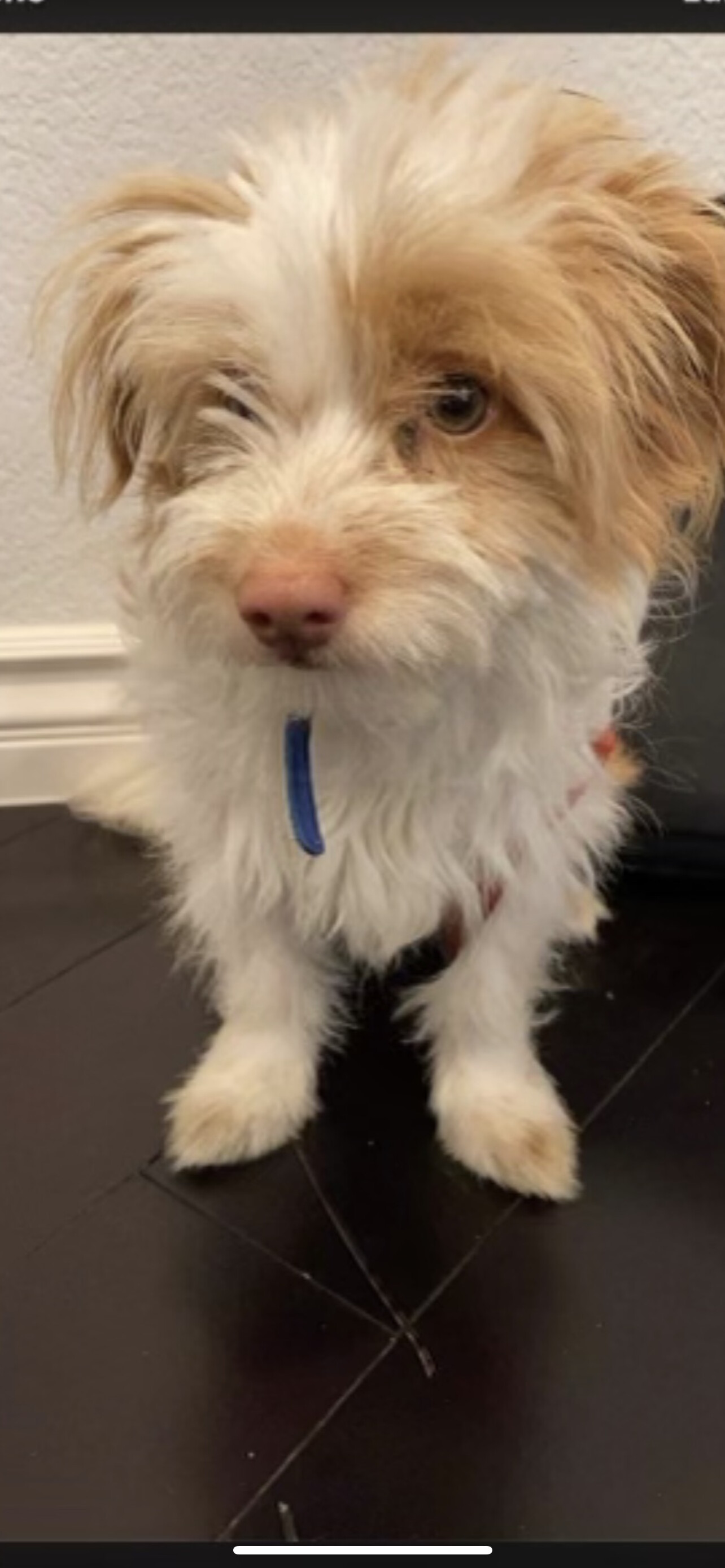 Punky - The Special Terrier, an adoptable Terrier in Citrus Heights, CA, 95610 | Photo Image 1
