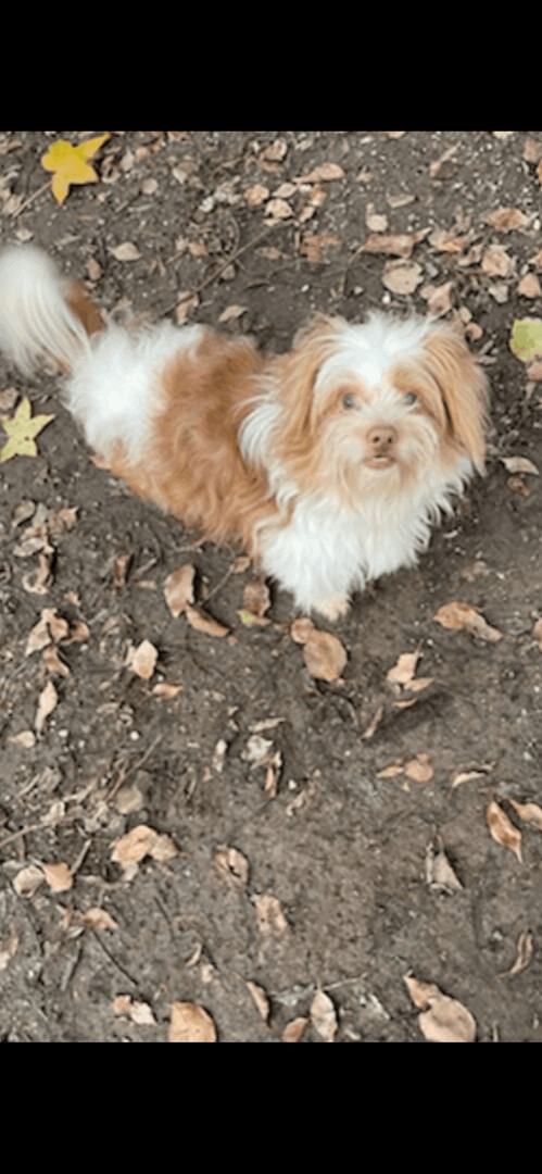 Punky - The Special Terrier, an adoptable Terrier in Citrus Heights, CA, 95610 | Photo Image 2
