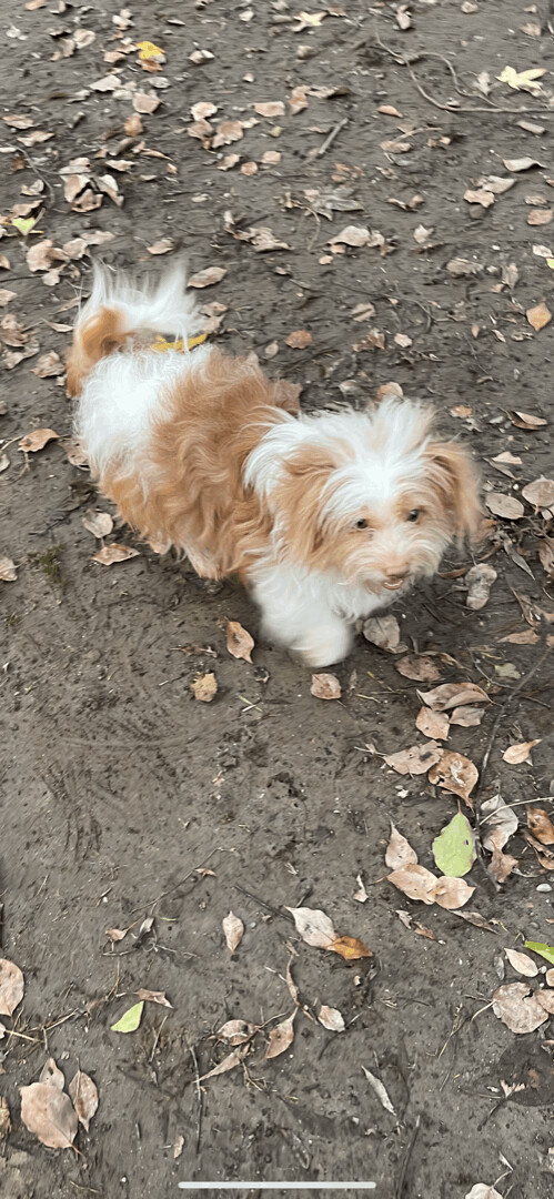 Punky - The Special Terrier, an adoptable Terrier in Citrus Heights, CA, 95610 | Photo Image 3