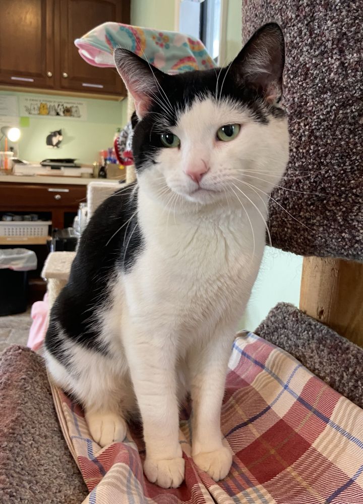 Cat for adoption - Mumu, a Domestic Short Hair in Breinigsville, PA