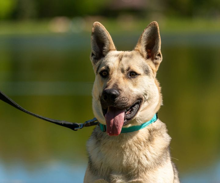 Dog For Adoption Kahn A German Shepherd Dog Mix In Cleveland Oh Petfinder