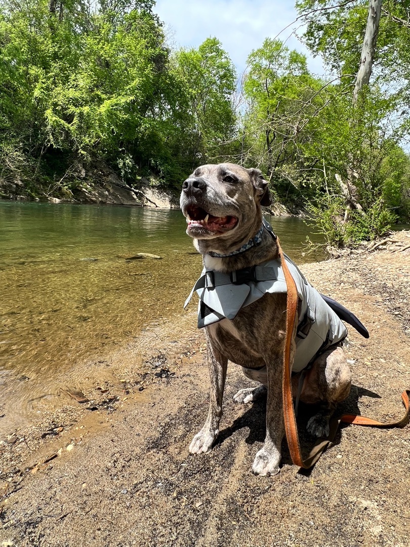 Elvis, an adoptable Boxer, Pit Bull Terrier in Knoxville, TN, 37920 | Photo Image 2