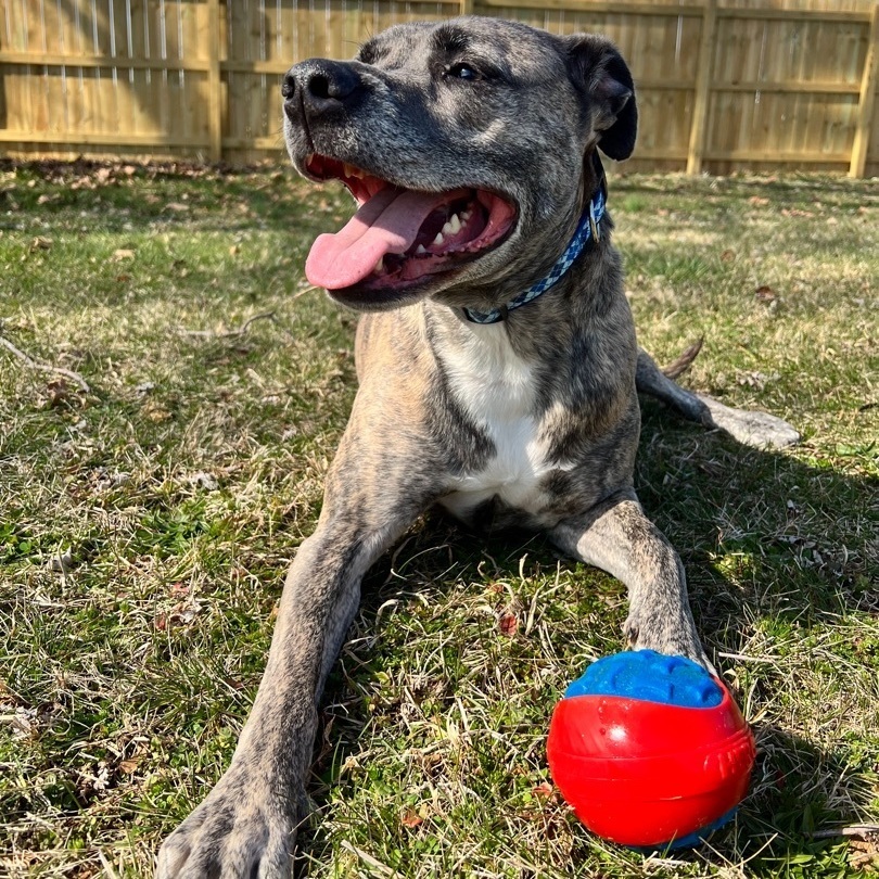 Elvis, an adoptable Boxer, Pit Bull Terrier in Knoxville, TN, 37920 | Photo Image 1