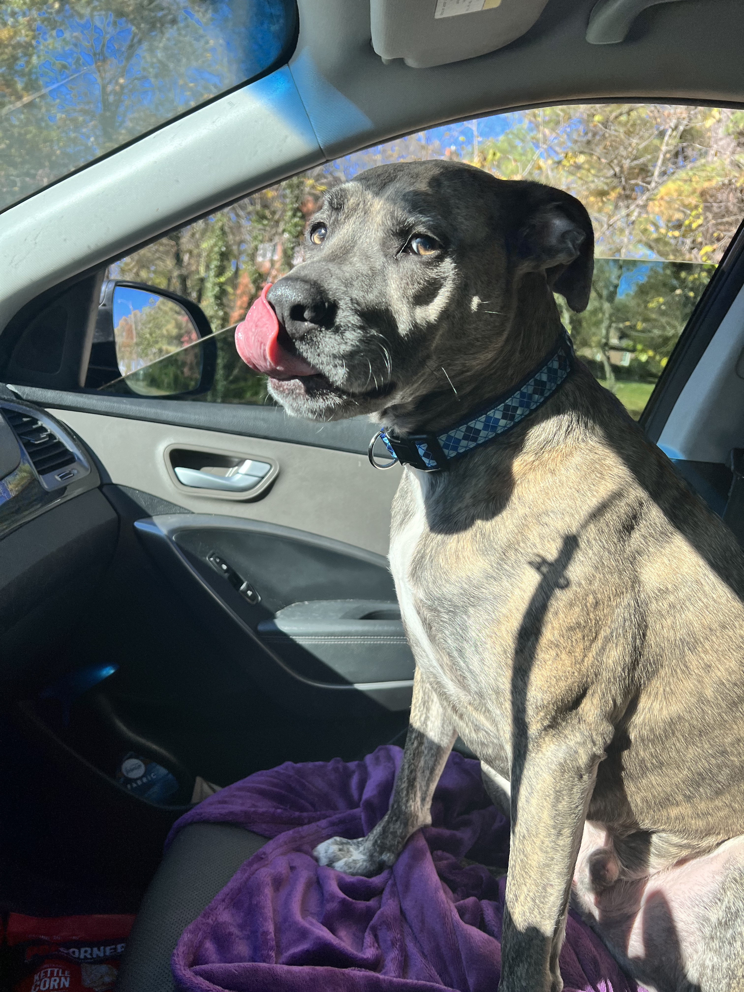 Elvis, an adoptable Boxer, Pit Bull Terrier in Knoxville, TN, 37920 | Photo Image 6