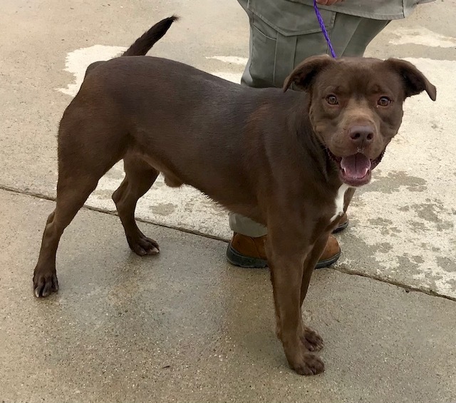 Dog For Adoption Jaxson A Chocolate Labrador Retriever Pit Bull Terrier Mix In Sandusky Mi Petfinder