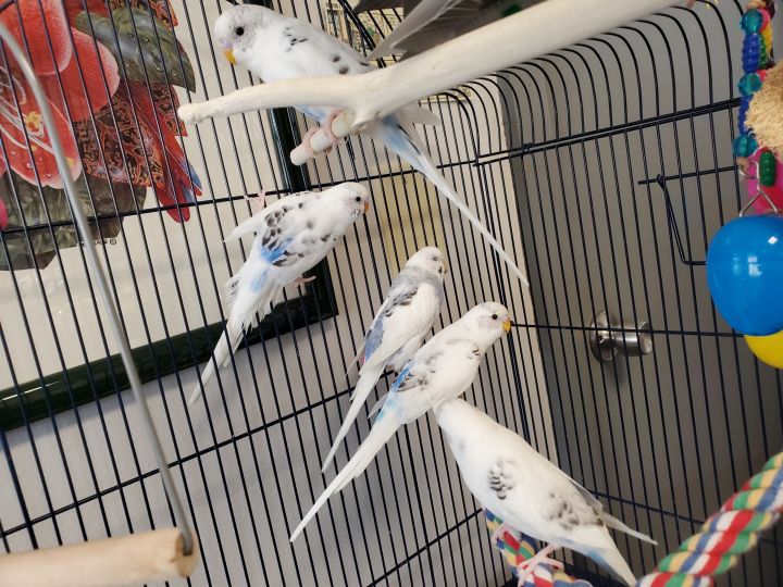 Baby Budgies, an adopted Budgie / Budgerigar in Waukesha, WI_image-2
