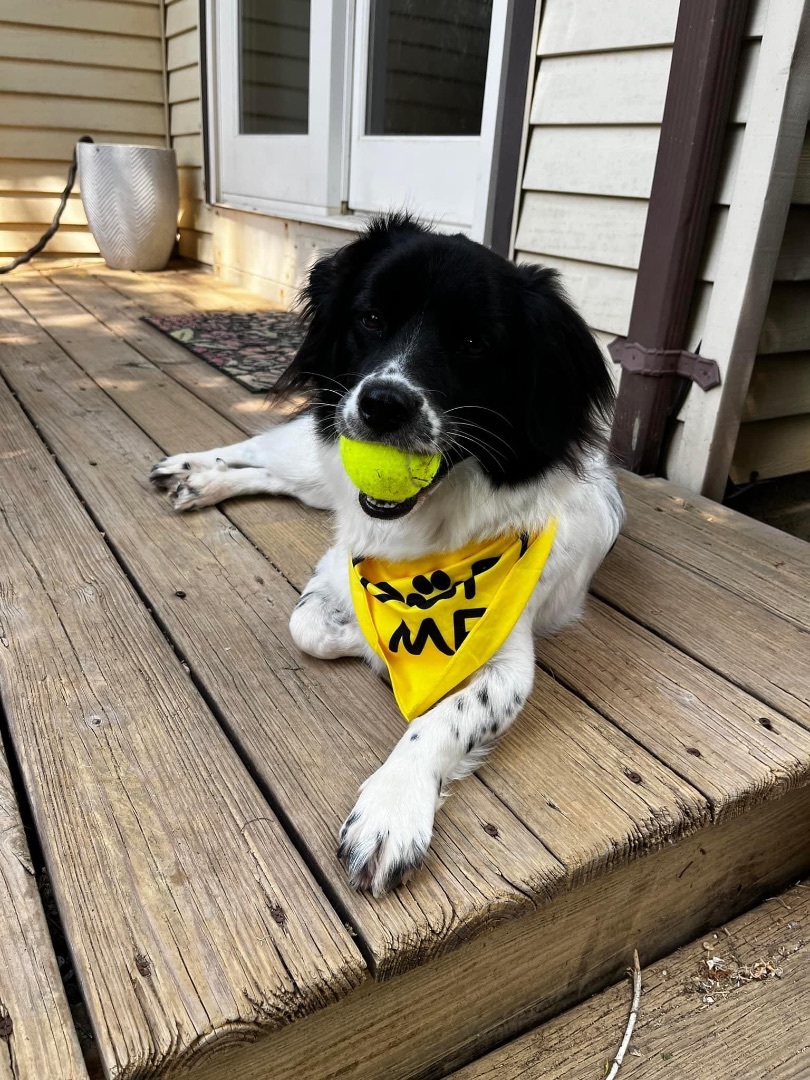 Be a foster parent, an adoptable Terrier in East Lansing, MI, 48823 | Photo Image 3