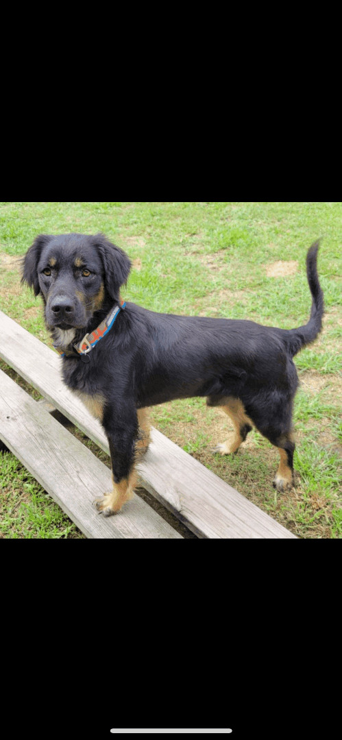 Be a foster parent, an adoptable Terrier in East Lansing, MI, 48823 | Photo Image 4