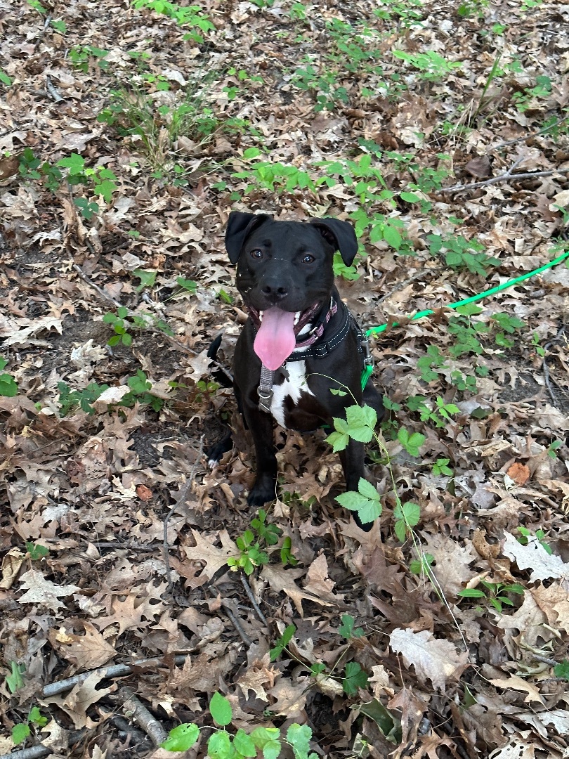 Be a foster parent, an adoptable Terrier in East Lansing, MI, 48823 | Photo Image 6