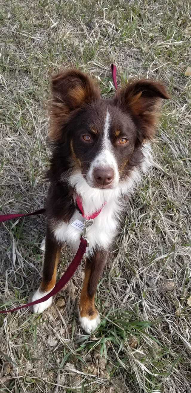 Dog for adoption - Squirrel, a Border Collie in Sheridan, WY | Petfinder