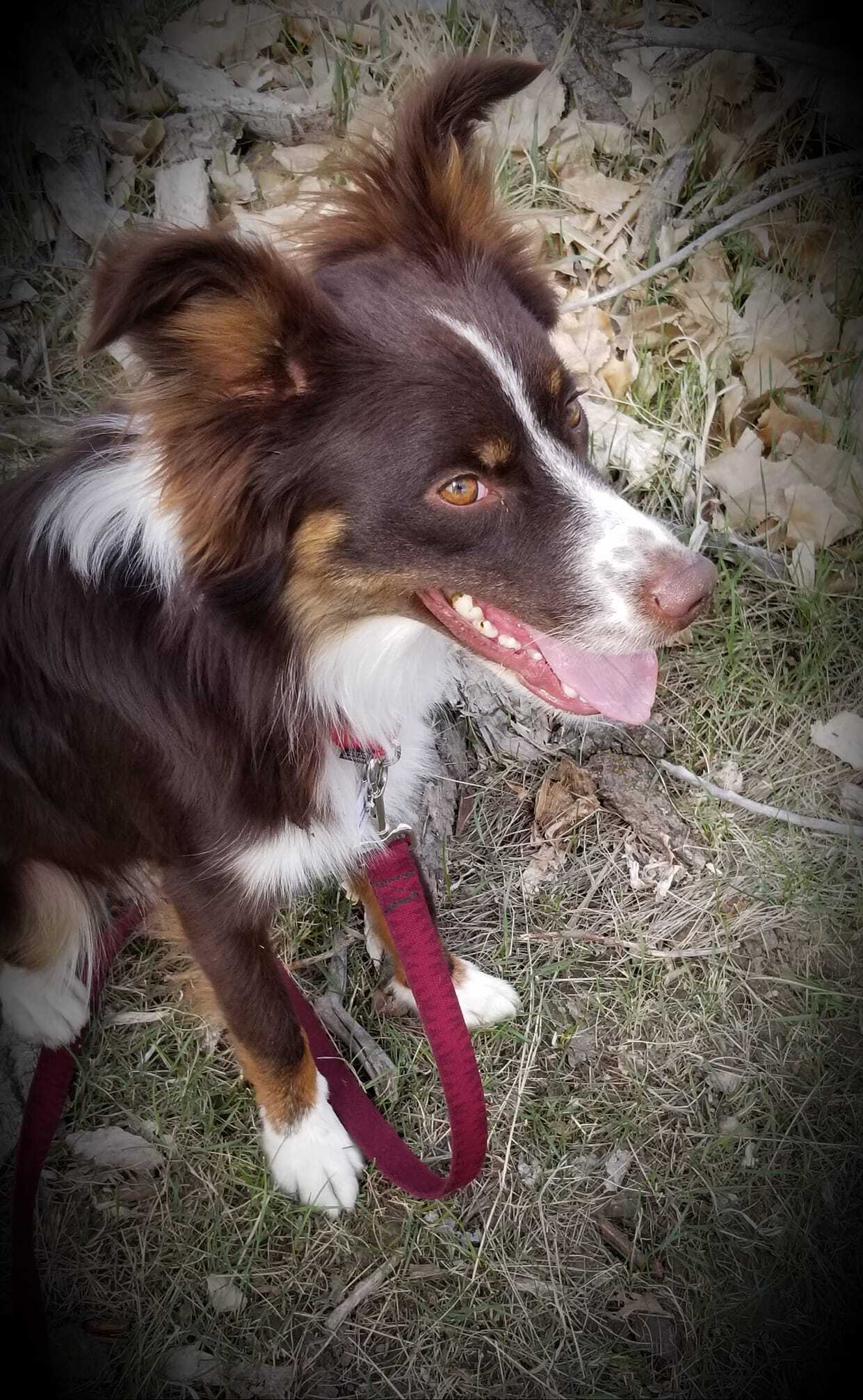 Squirrel, an adoptable Border Collie in Sheridan, WY, 82801 | Photo Image 4