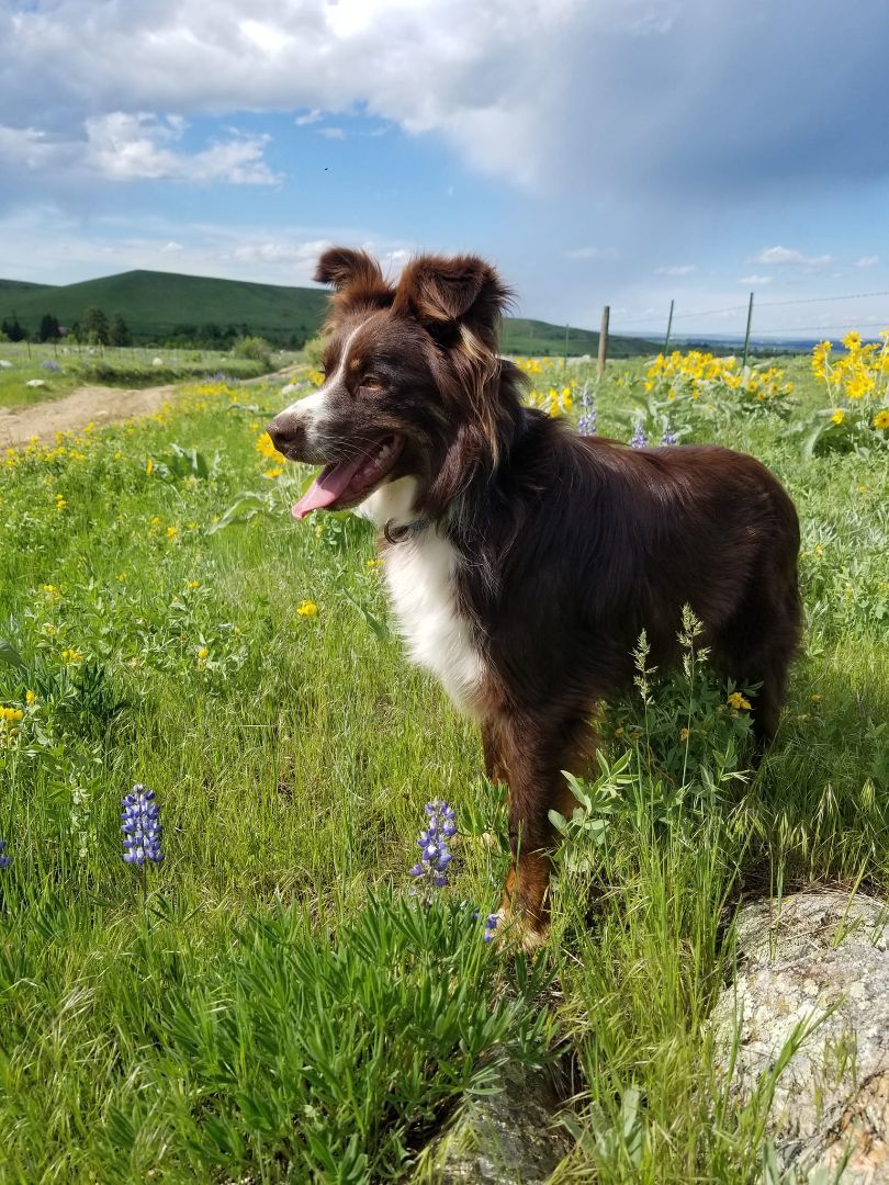 Squirrel, an adoptable Border Collie in Sheridan, WY, 82801 | Photo Image 5