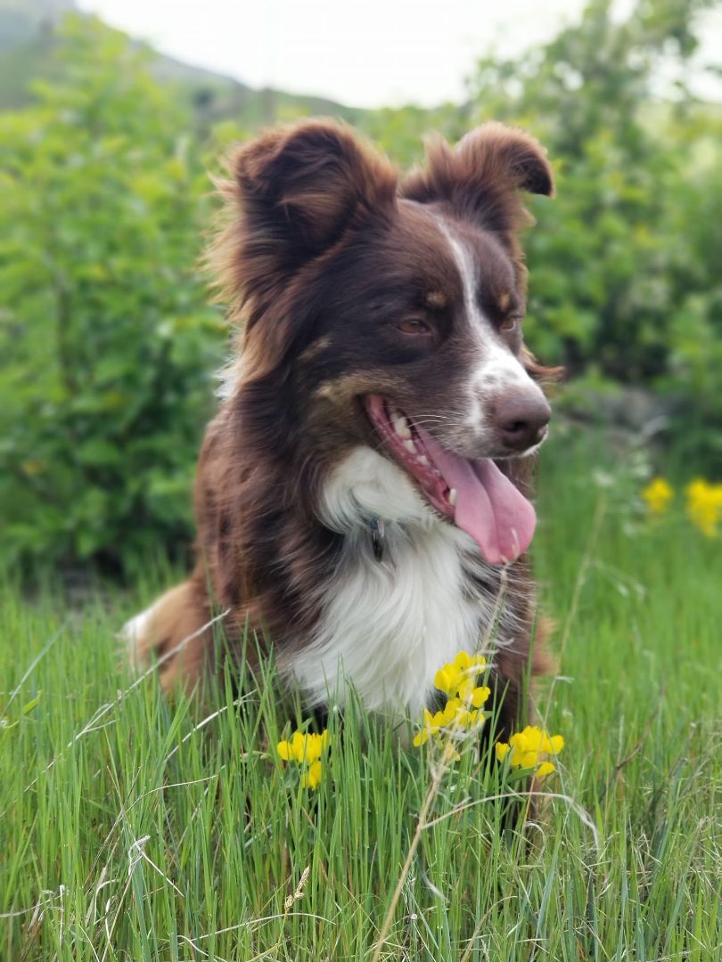 Squirrel, an adoptable Border Collie in Sheridan, WY, 82801 | Photo Image 1
