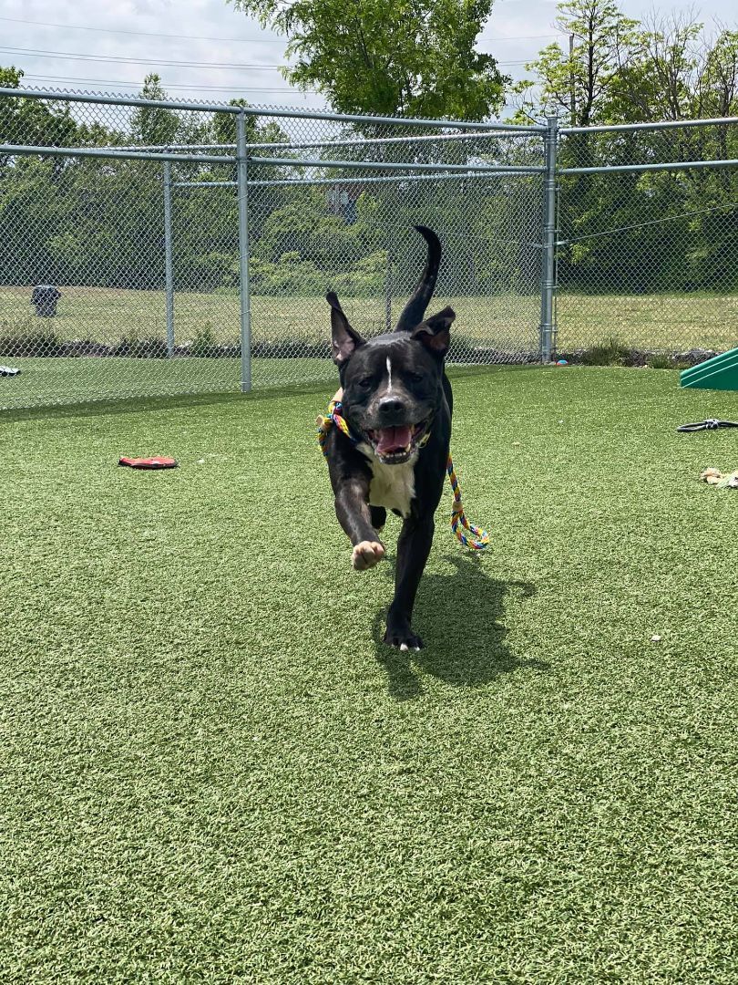 Miller, an adoptable Terrier, Boxer in Cleveland, OH, 44102 | Photo Image 3