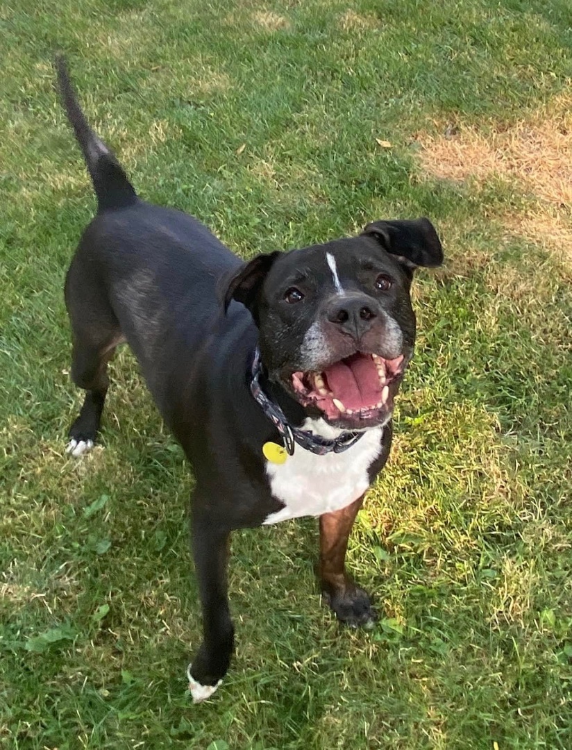 Miller, an adoptable Terrier, Boxer in Cleveland, OH, 44102 | Photo Image 5