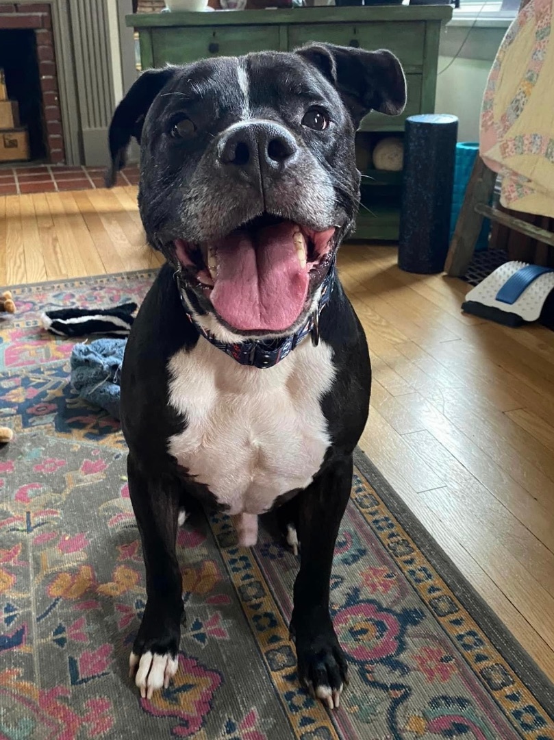 Miller, an adoptable Terrier, Boxer in Cleveland, OH, 44102 | Photo Image 1