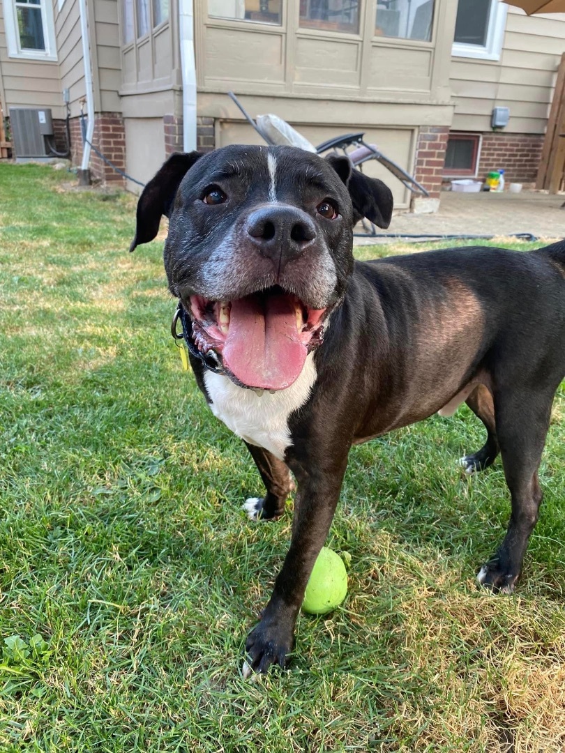 Miller, an adoptable Terrier, Boxer in Cleveland, OH, 44102 | Photo Image 6