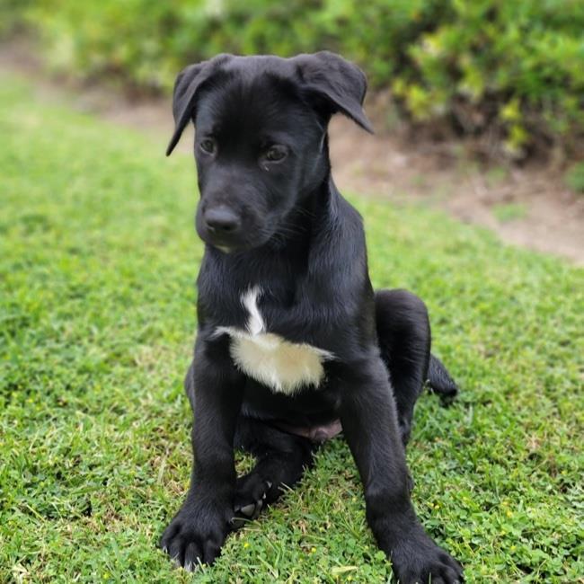 Dog For Adoption Versailles Pup Louis Adopted A Shepherd Collie Mix In San Diego Ca Petfinder