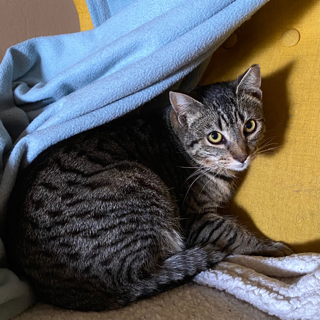 Spunky / Grumpy, an adoptable Domestic Medium Hair in Napa, CA, 94559 | Photo Image 1