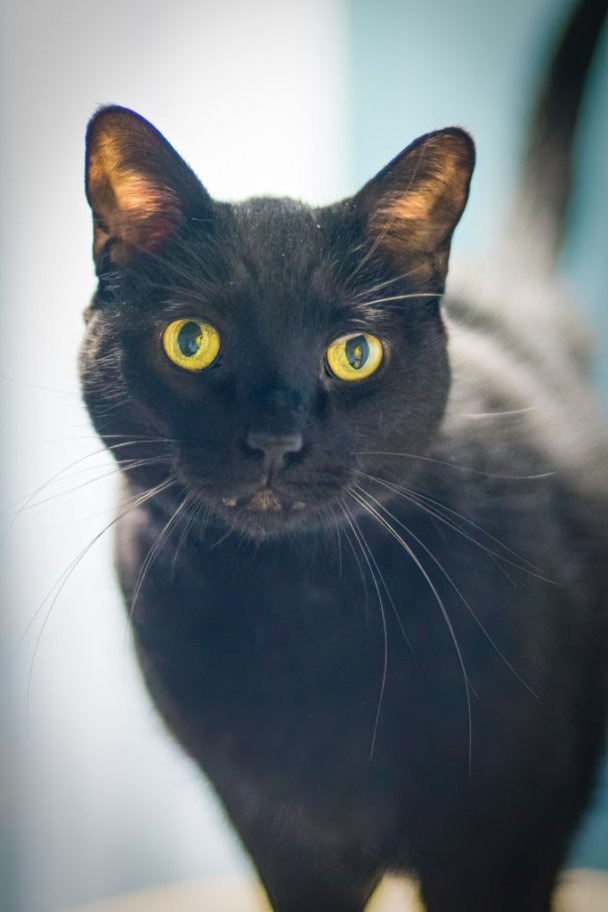 Kiwi, an adoptable Domestic Short Hair in Stafford, VA, 22554 | Photo Image 1