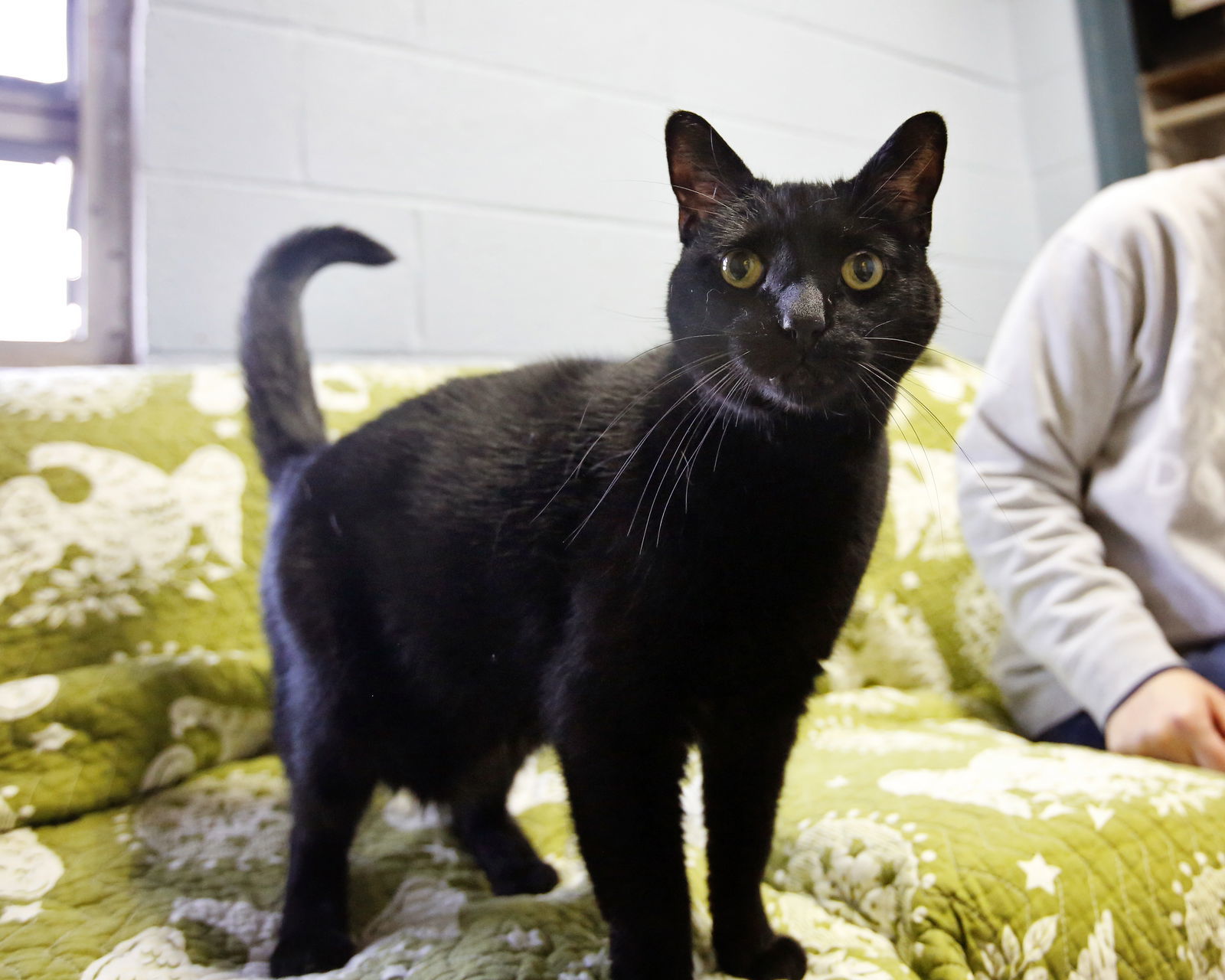 Kiwi, an adoptable Domestic Short Hair in Stafford, VA, 22554 | Photo Image 3