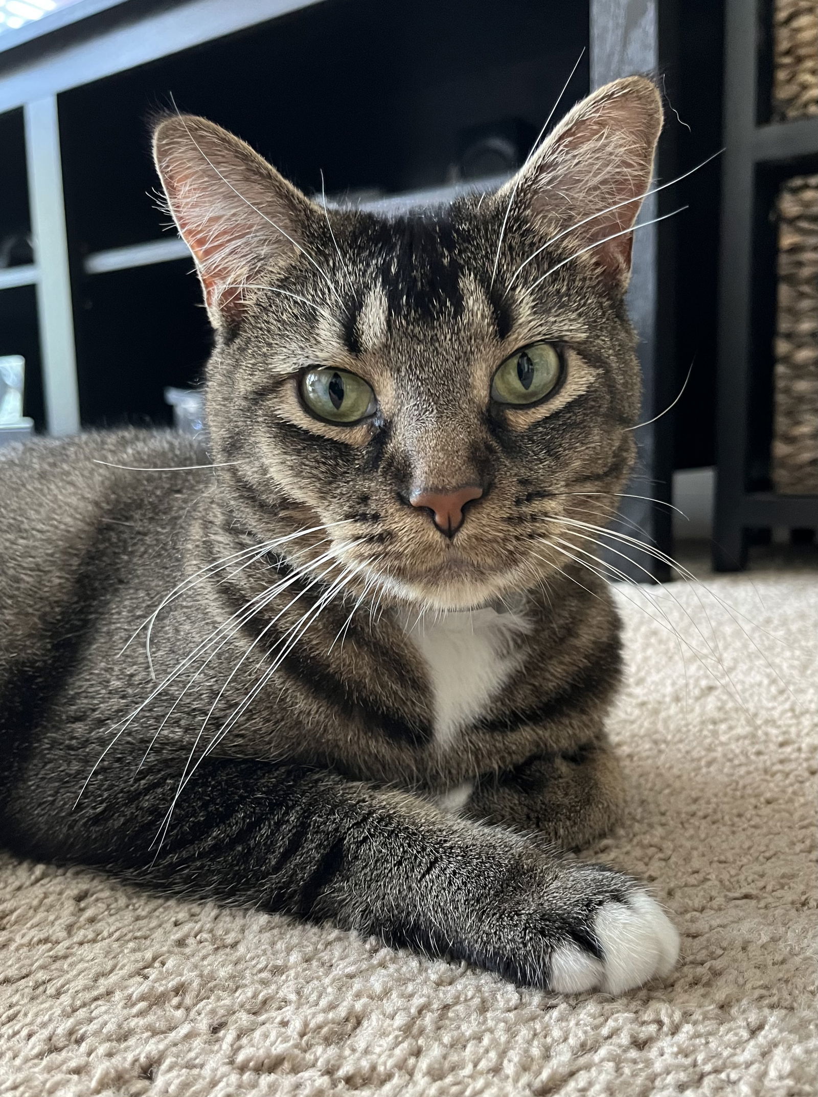 Luna, an adoptable Domestic Short Hair in Eureka, MO, 63025 | Photo Image 1