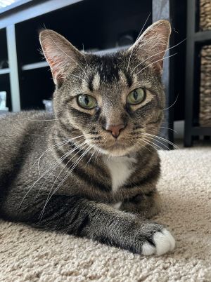 Luna, Adult Female unknown