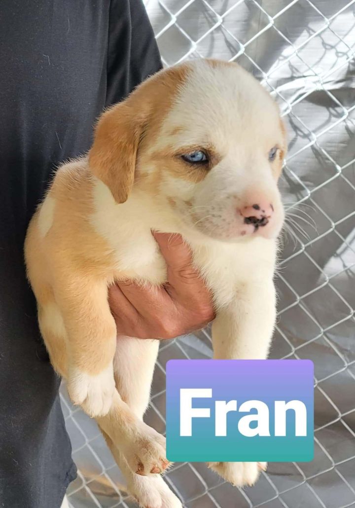 Fran 1