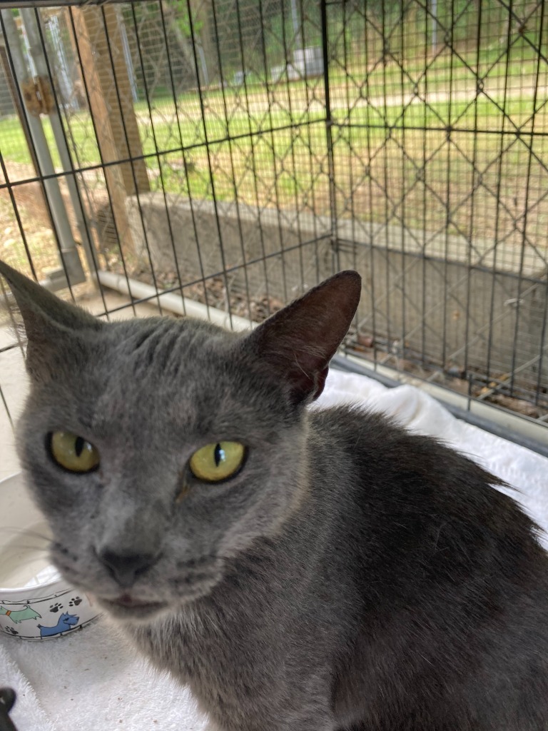 Capri, an adoptable Domestic Short Hair in Darlington, SC, 29532 | Photo Image 6