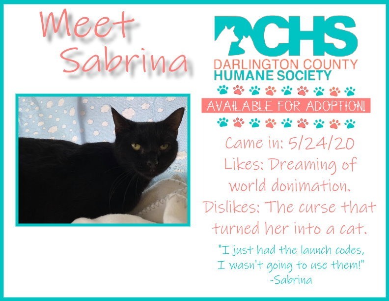 Sabrina, an adoptable Domestic Short Hair in Darlington, SC, 29532 | Photo Image 3