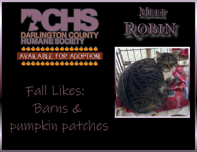 Robin, an adoptable Domestic Short Hair in Darlington, SC, 29532 | Photo Image 3