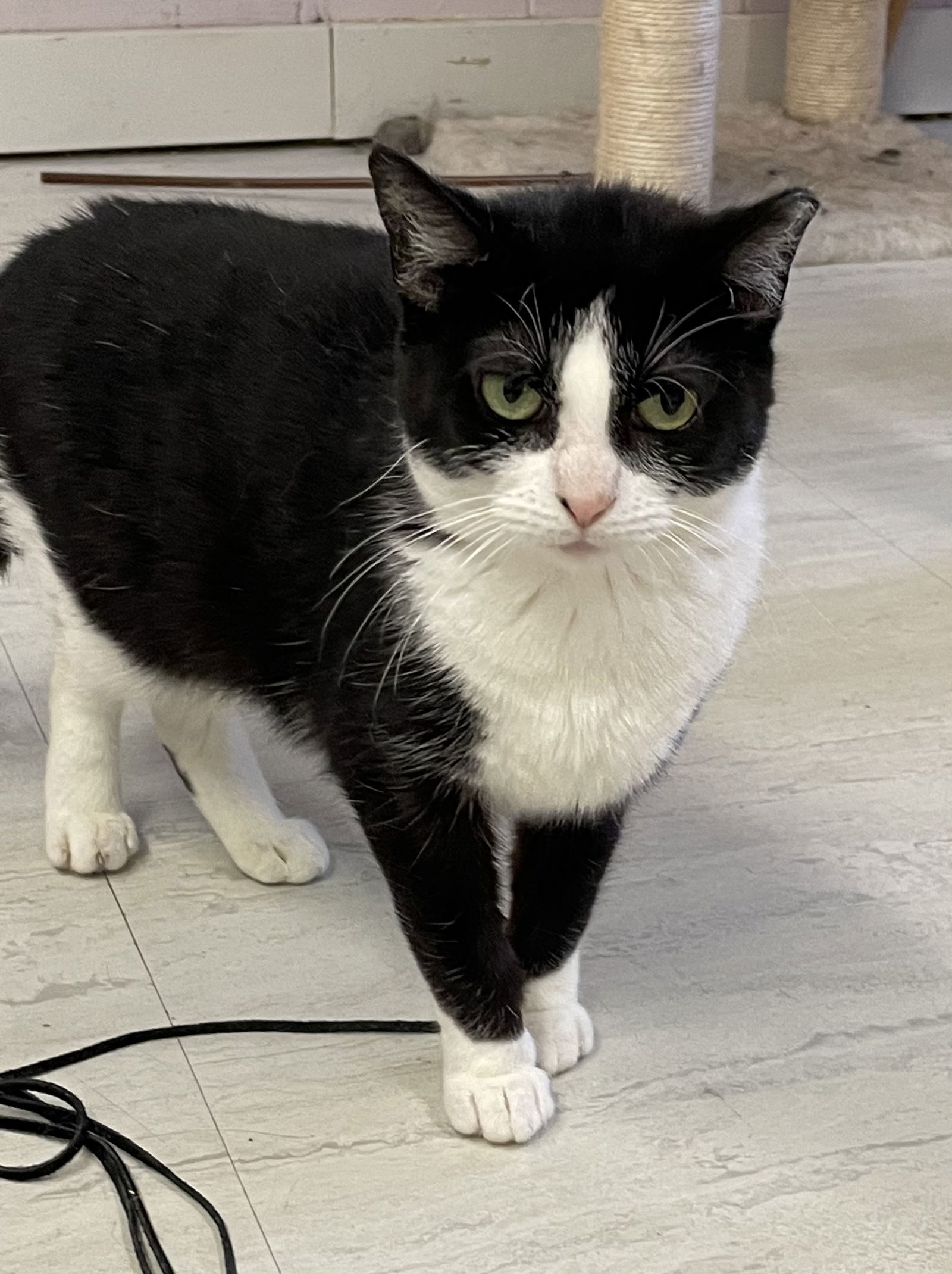 Matcha, an adoptable Domestic Short Hair in Cuyahoga Falls, OH, 44222 | Photo Image 1