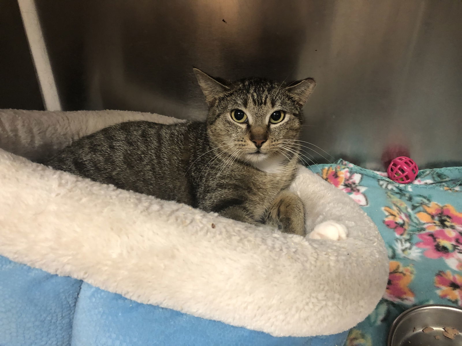 Harper, an adoptable American Shorthair in Naples, FL, 34116 | Photo Image 1