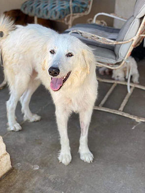 Great pyrenees 2024 samoyed mix