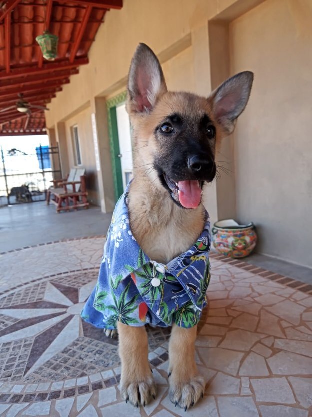 Mr. Belvedere, an adoptable German Shepherd Dog in Puerto Penasco, SON, 83550 | Photo Image 1