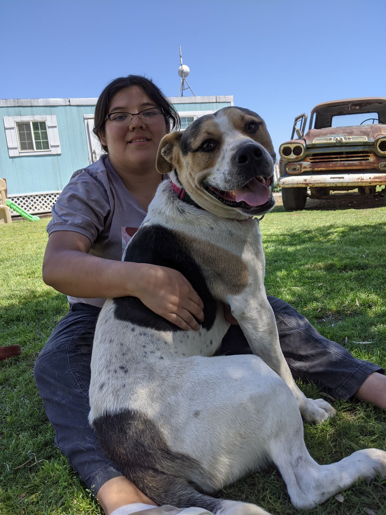 Waylon, an adoptable American Staffordshire Terrier in San Jose, CA, 95125 | Photo Image 2