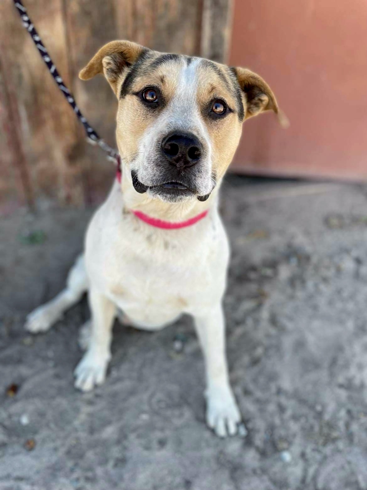 Waylon, an adoptable American Staffordshire Terrier in San Jose, CA, 95125 | Photo Image 1