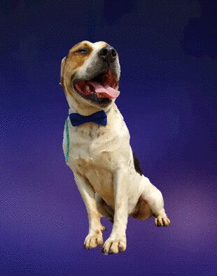 Waylon, an adoptable American Staffordshire Terrier in San Jose, CA, 95125 | Photo Image 4