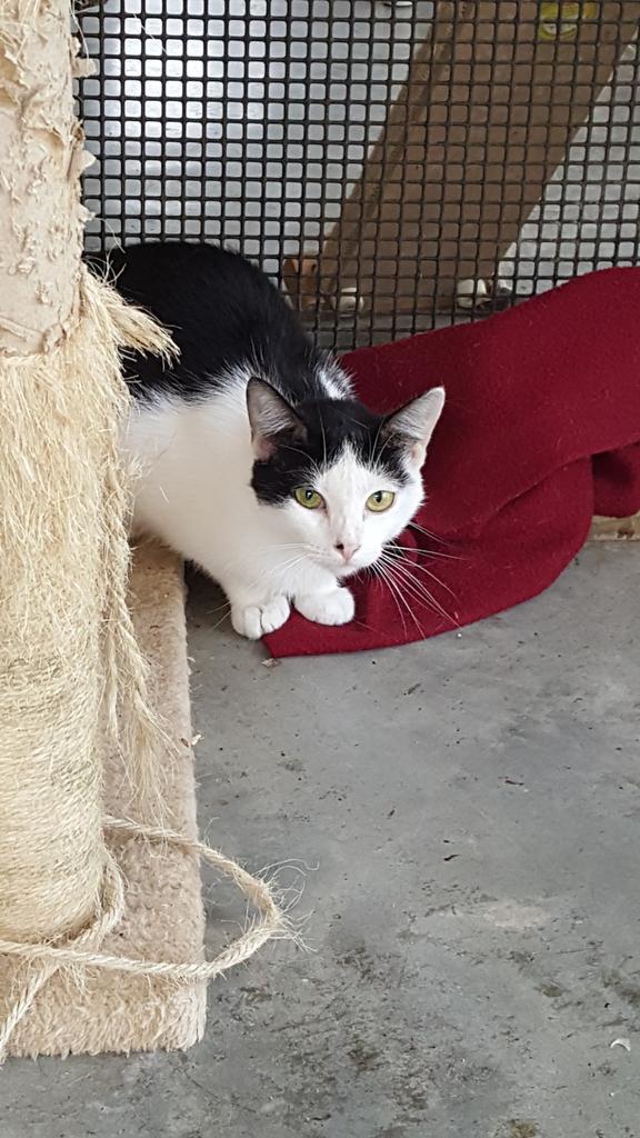 Attina, an adoptable Domestic Short Hair in Fulton, TX, 78358 | Photo Image 2