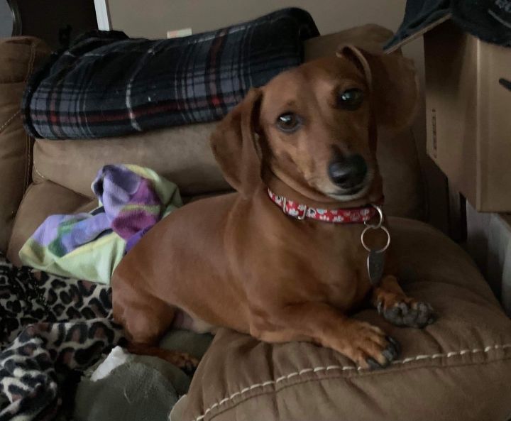 Dog for adoption Copper, a Dachshund in Cookeville, TN