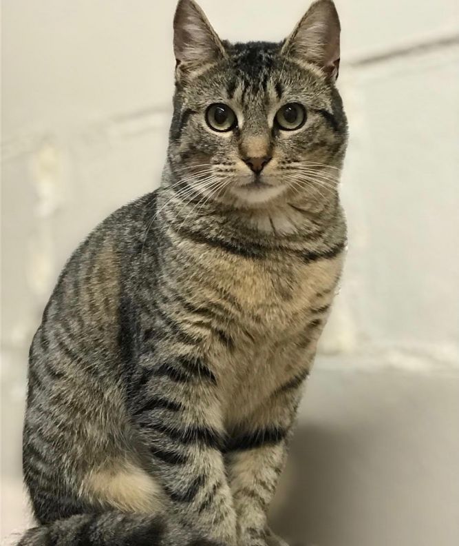 Cat for adoption - Rose, a Domestic Short Hair in Long Beach, NY ...