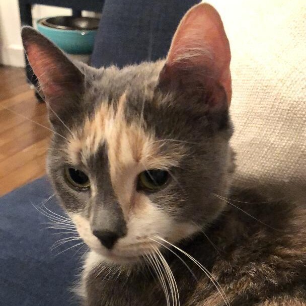 Misty D NYC Dilute Calico