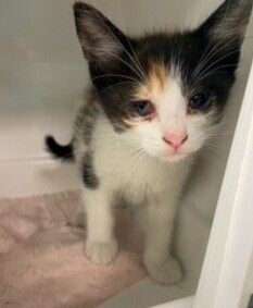 Topaz Itty Bitty NYC Calico Kitty