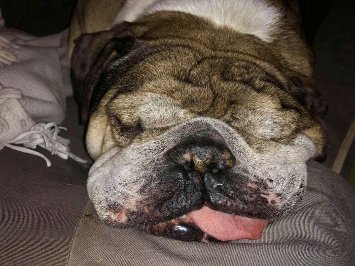Dog for adoption Chumley, an English Bulldog in Austin